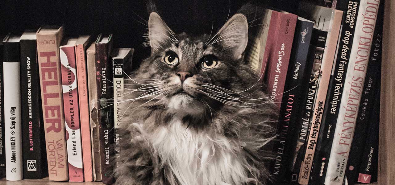 Cat on bookshelf