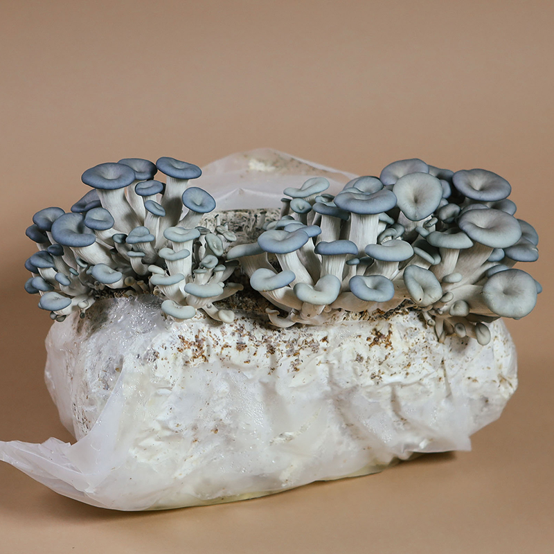 Oyster mushroom growing kit from Cascadia Mushrooms